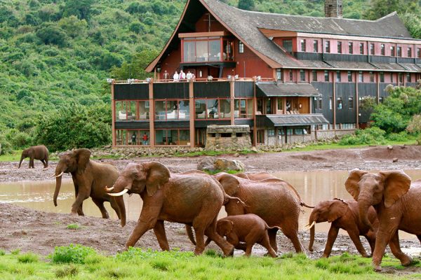 Elephants-walking-past-The-Ark