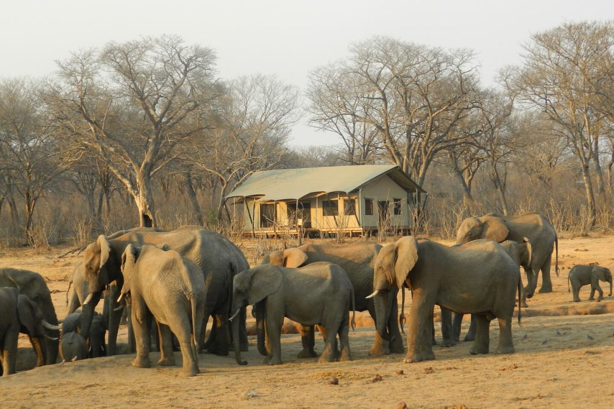 Safari Camp with Elephants nearby