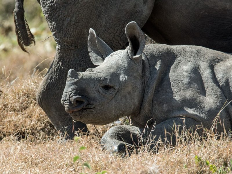 african-black-rhino
