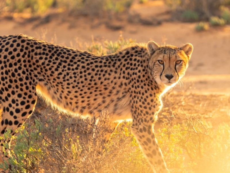 african-cheetah-kenya-safari-reba-travels