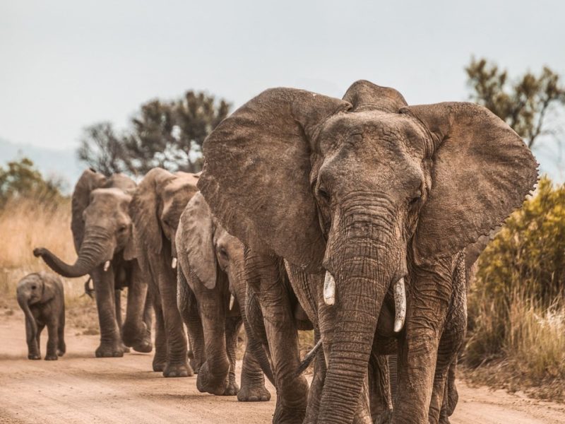 african-elephants-reba-travels