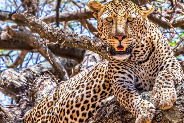 african-leopard-sitting-tree-looking-around-jungle-min
