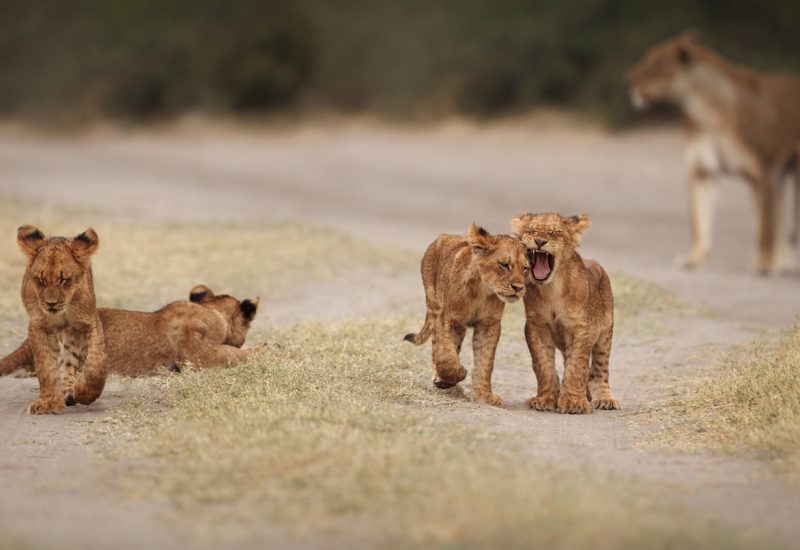 african-lion-cubs-masai-mara-reba-travels