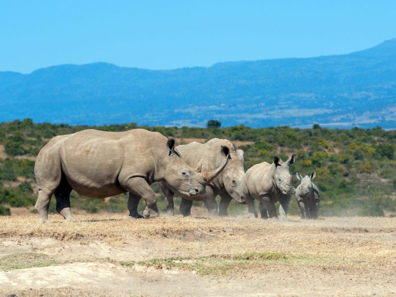 african-white-rhino-national-park-kenya