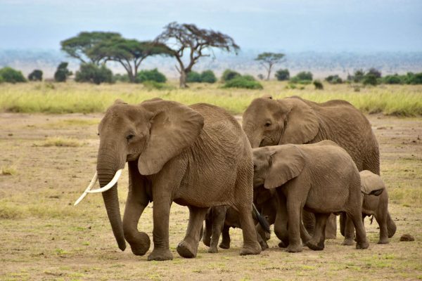 amboseli-elephant-herd-kenya-reba-travels