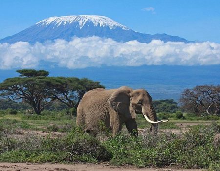 amboseli-national-park-kilimanjaro