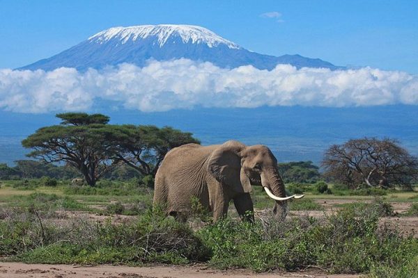 amboseli-national-park-kilimanjaro