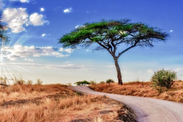 beautiful-shot-tree-savanna-plains-with-blue-sky-min