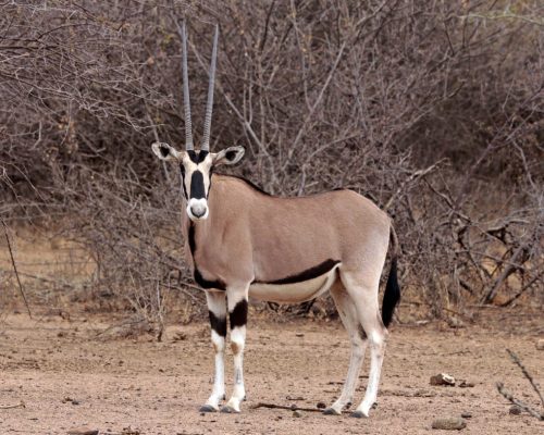 beisa-oryx-samburu