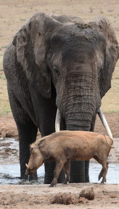 elephant-warthog-kenya-safari