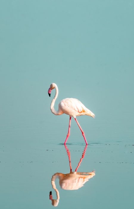 flamingo-amboseli-reba-travels