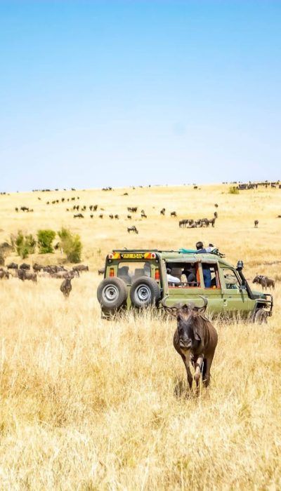 game-drive-mara-wildebeest-africa