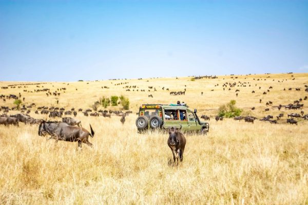 game-drive-mara-wildebeest-africa