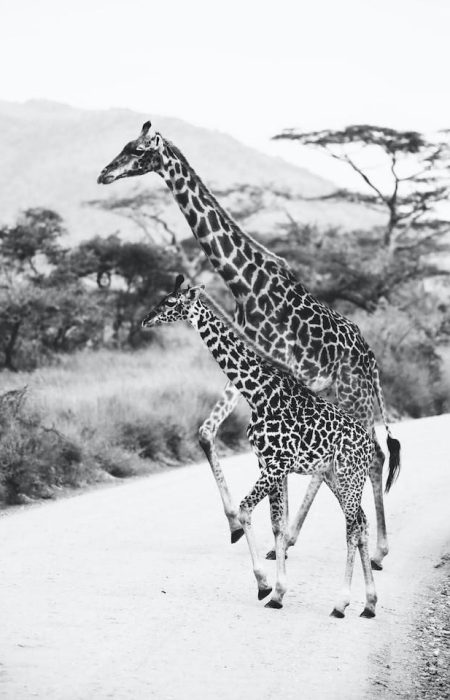 giraffe-wildlife-kenya-reba-travels