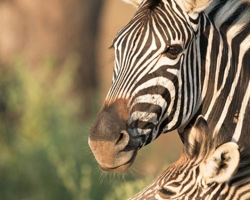 grevys-zebra-samburu
