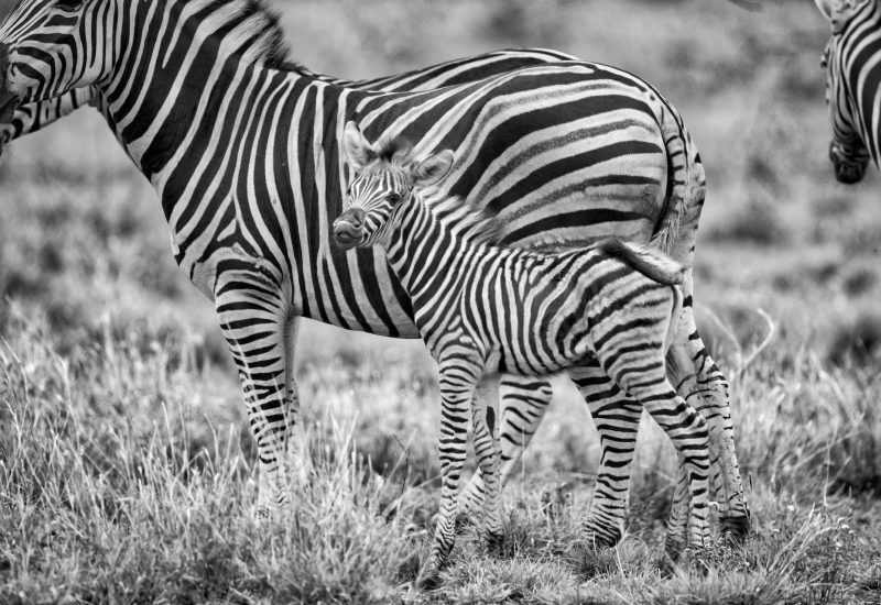 grevys-zebra-sanburu-special-five