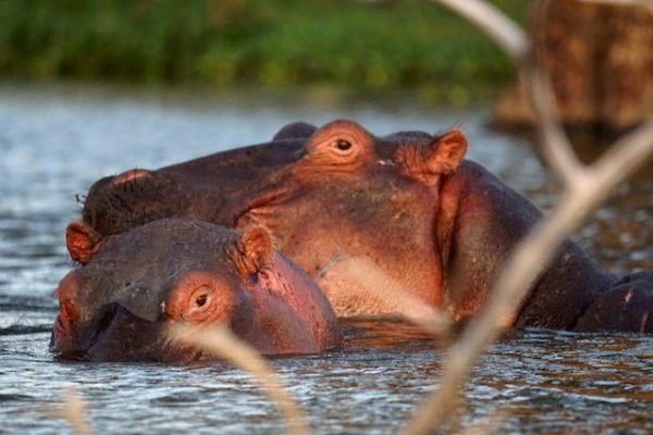 hippo-naivasha-safari-reba-travels