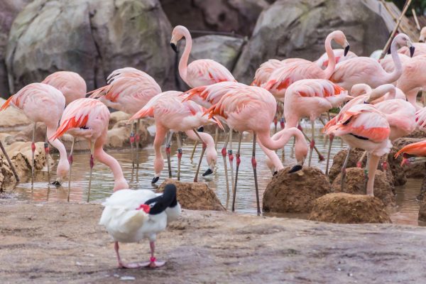 A large group of flamingos standing in a picturesque arrangement in a zoo habitat