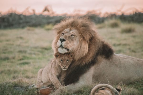 lion-cub-kenya-safari-reba-travels