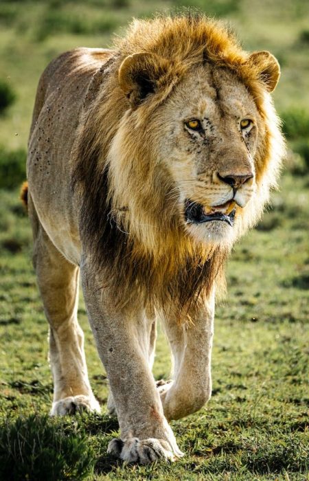 lion-safari-reba-travels