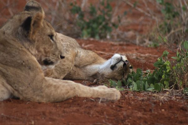 lion-safari-tsavo-east-reba-travels