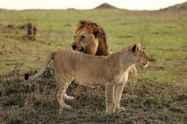 lions-kenya-safari-reba