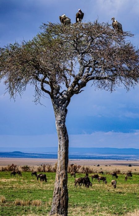 masai-mara-tree-voltures-reba-travels