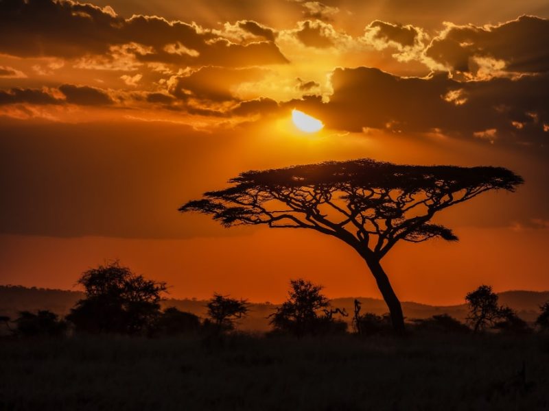 mesmerizing-view-silhouette-tree-savanna-plains-during-sunset-min