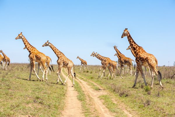 reba-travel-giraffes-herd-savannah-min