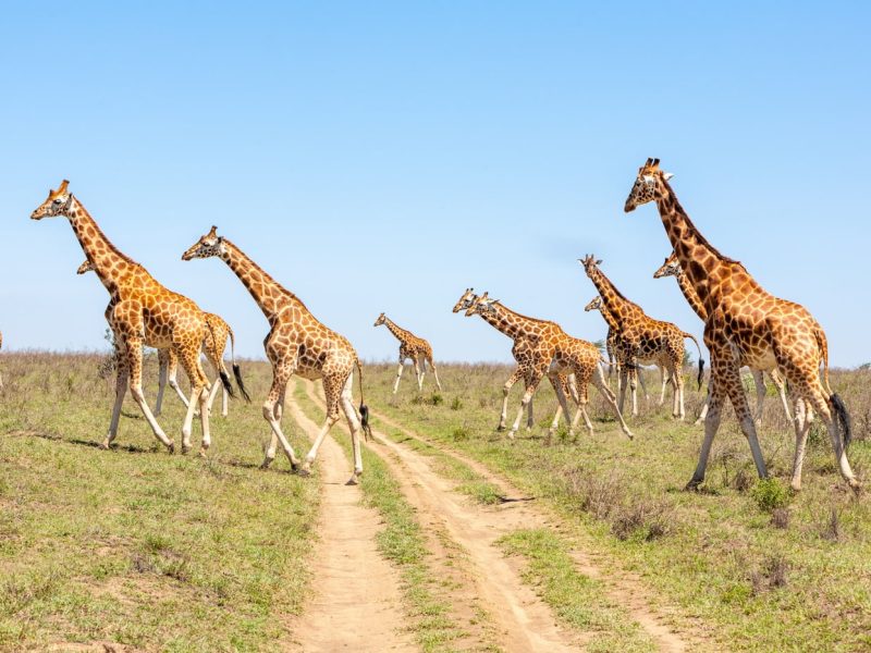 reba-travel-giraffes-herd-savannah-min