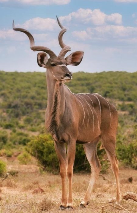 reba-travels-antelope