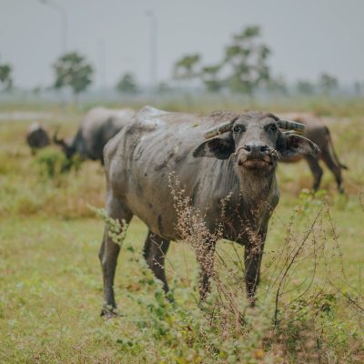 reba-travels-buffalo