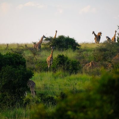 reba-travels-giraffe-tsavo