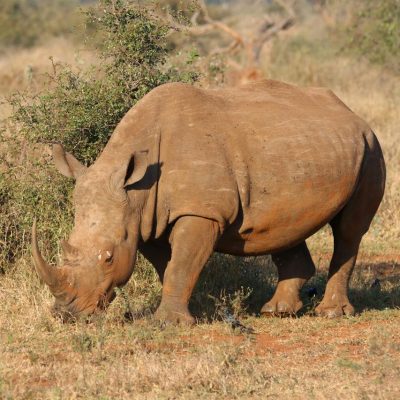 reba-travels-rhino-tsavo