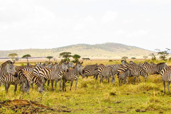 reba-travels-tanzania-zebra-wildlife