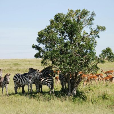 reba-travels-zebra-antelope