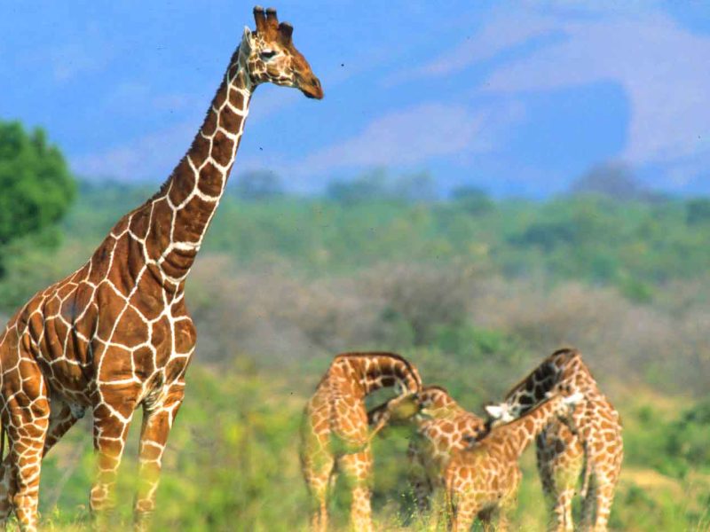 Reticulated Giraffe, Meru National Park