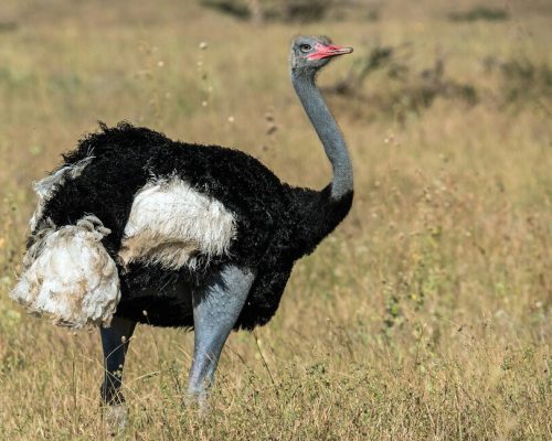 somali-ostrich-samburu