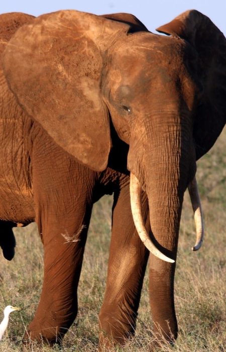 Red-soiled elephant of Tsavo East