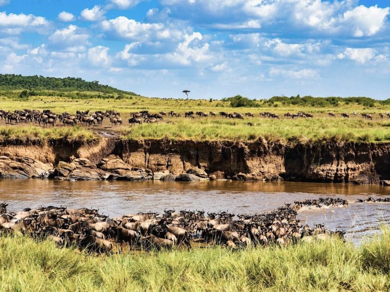 wildebeast-crossing-masai-mara-river-reba-travels