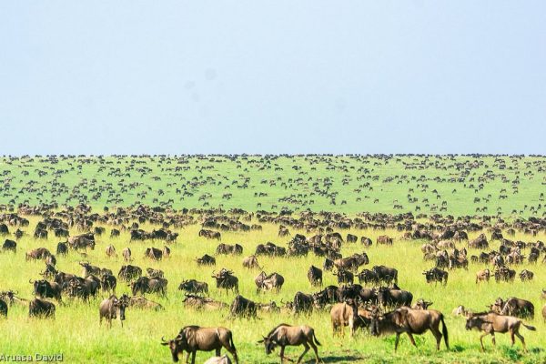 wildebeest-dotting-the-plains-of-mara