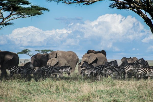 wildlife-masai-mara-reba-travels