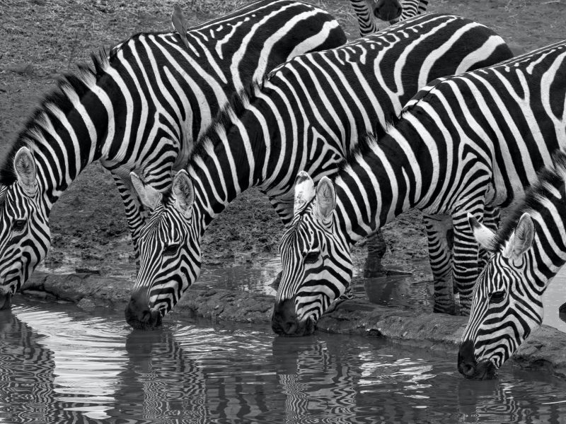 zebra-africa-safari