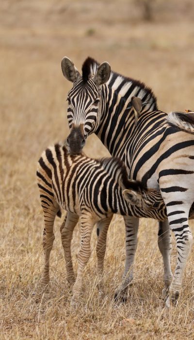 zebra-feeding-safari-africa